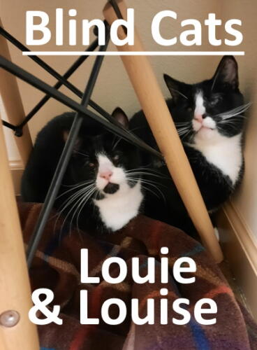 Stone County Humane Society